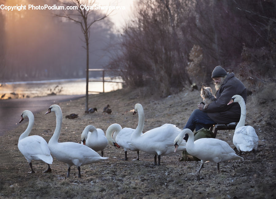 People, Person, Human, Bird, Waterfowl, Swan, Goose