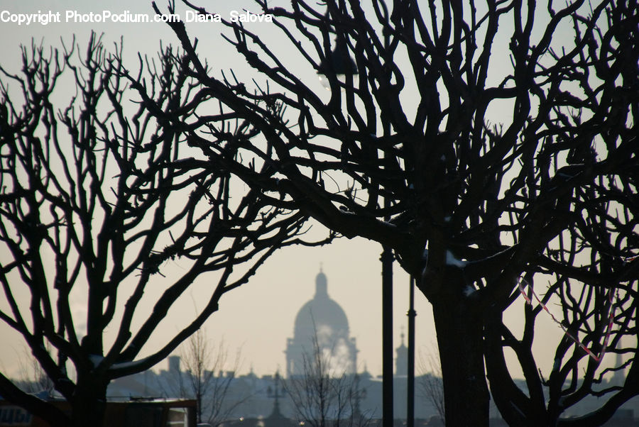 Fog, Plant, Tree, Pollution, Smog, Smoke, Oak