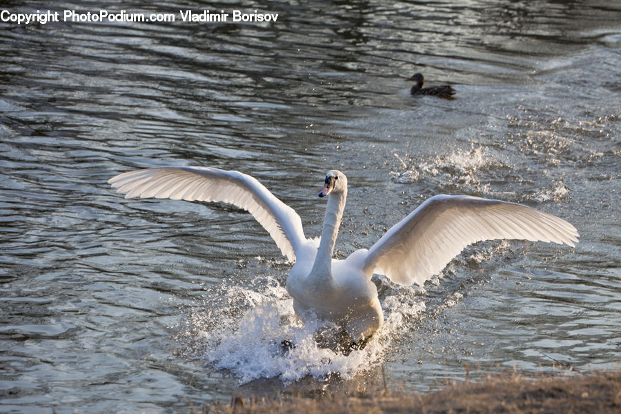 Bird, Swan, Waterfowl, Goose, Booby, Crane Bird, Heron