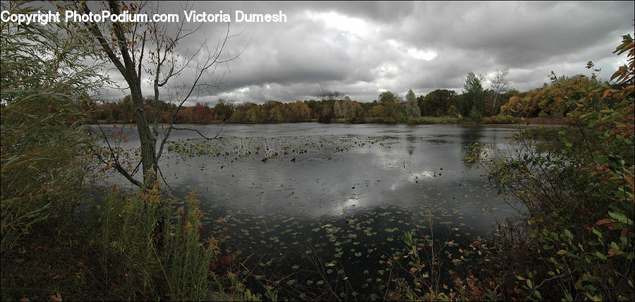 Land, Marsh, Pond, Swamp, Water, Forest, Jungle