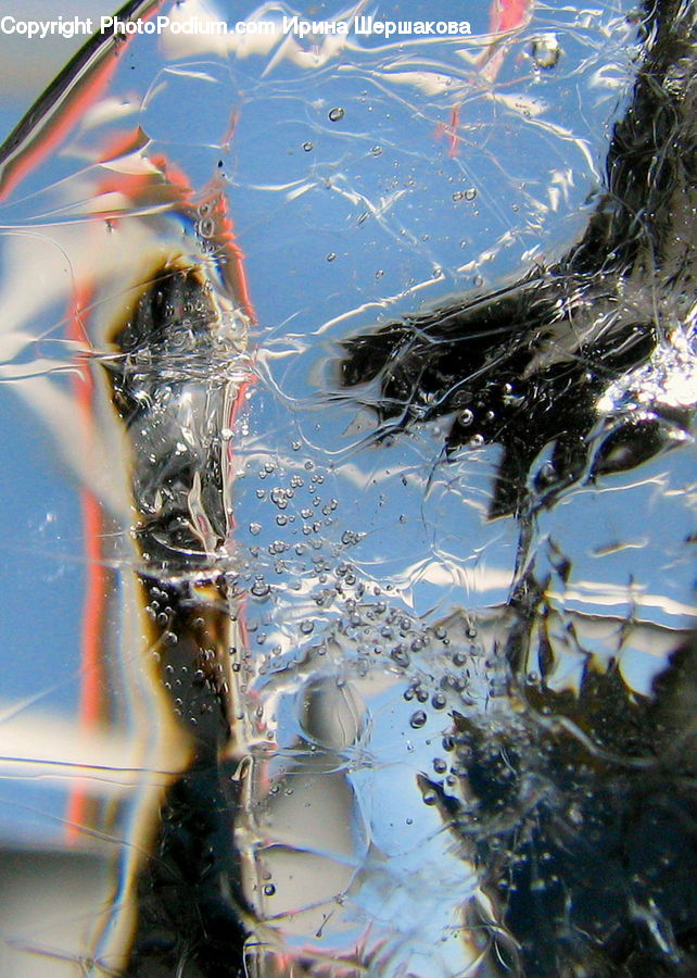 Arachnid, Garden Spider, Insect, Invertebrate, Spider, Carp, Fish