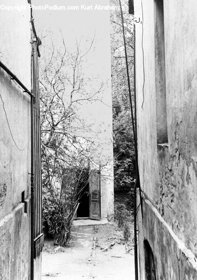 Alley, Alleyway, Road, Street, Town, Plant, Tree
