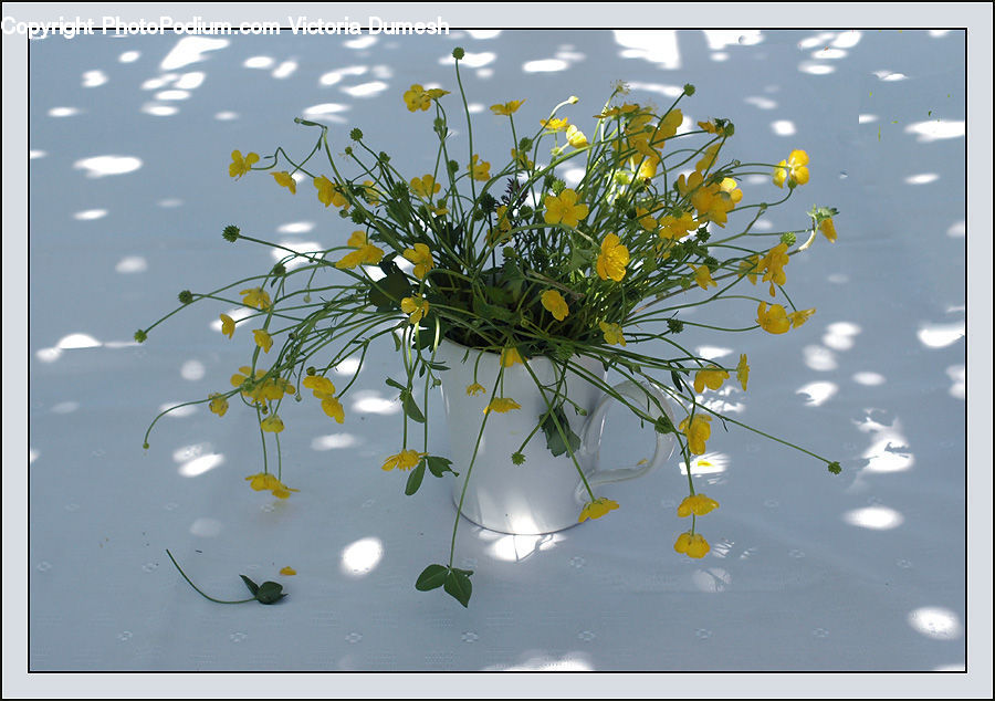Flower, Flower Arrangement, Flower Bouquet, Daisies, Daisy, Plant, Blossom