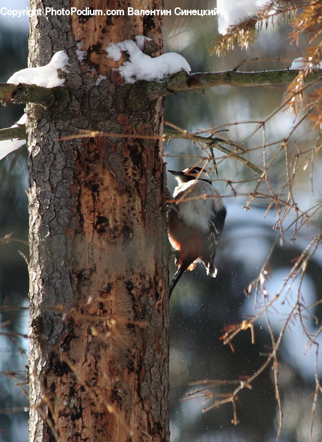 Bird, Booby, Animal, Zoo, Blue Jay, Bluebird, Jay