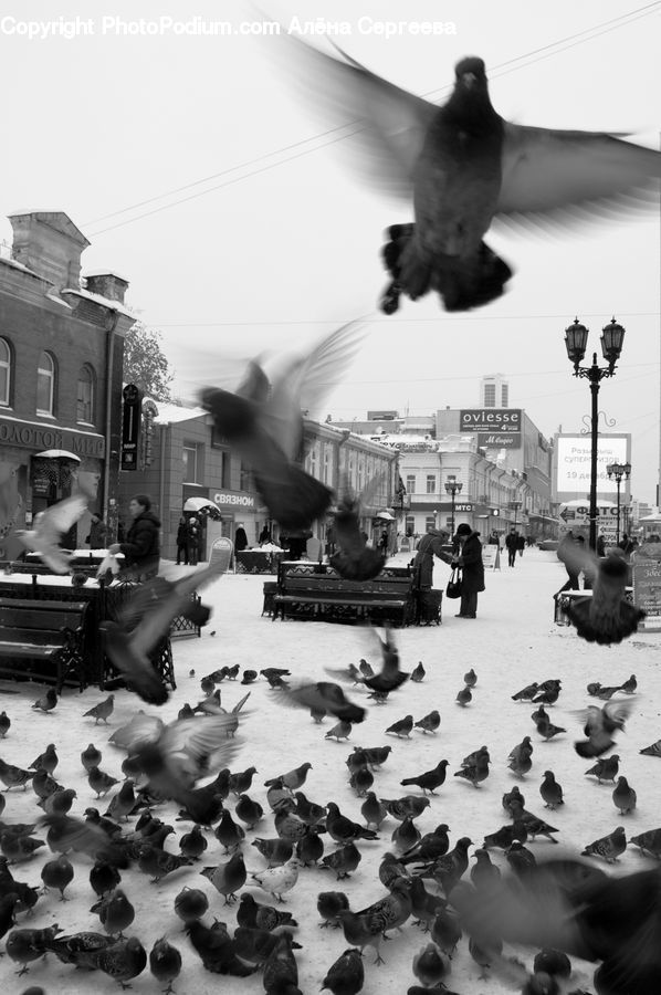 Bird, Pigeon, Bench, Dove, Assembly Line, Factory, Downtown