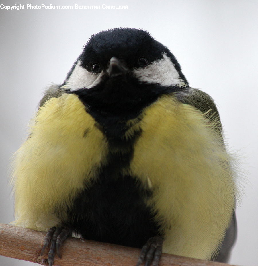 Beak, Bird