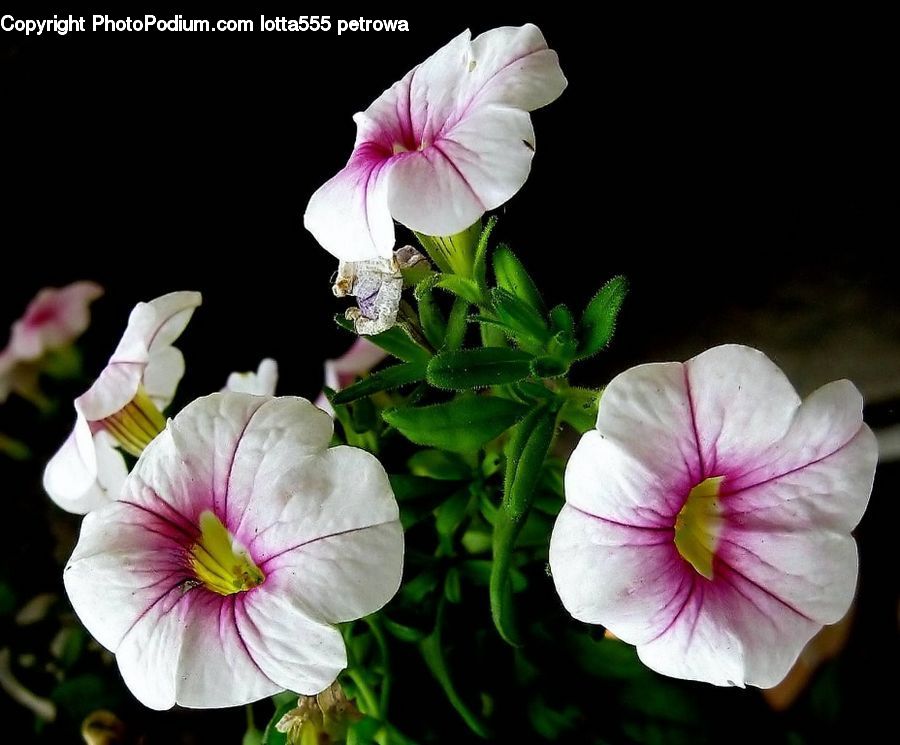 Blossom, Flora, Flower, Geranium, Plant, Petal, Cosmos