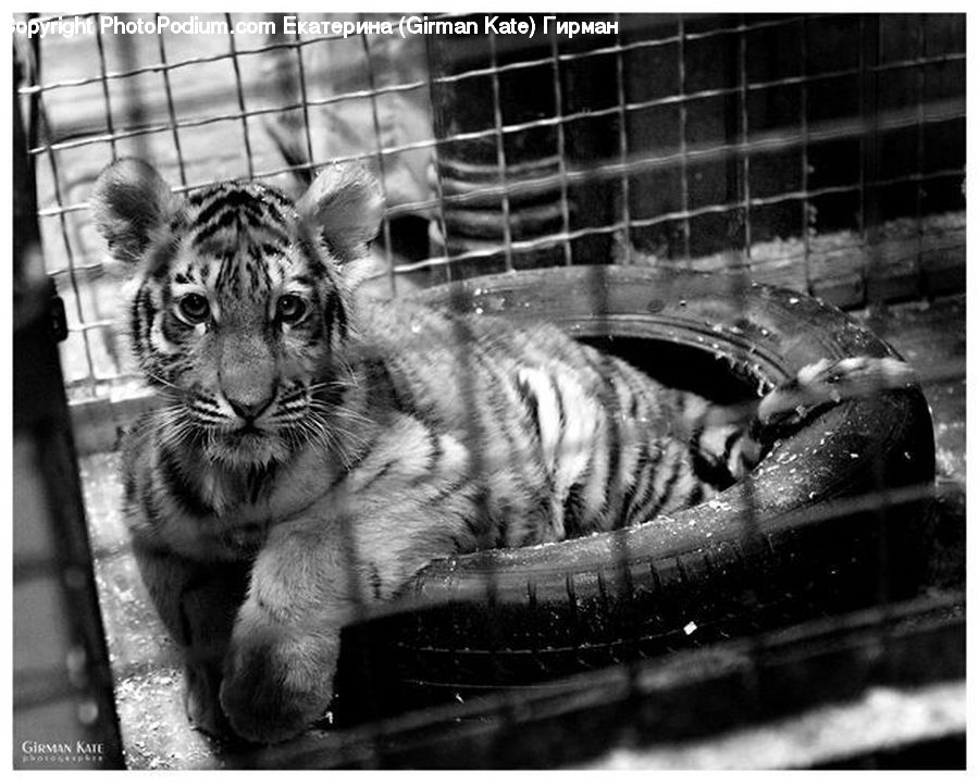 Animal, Mammal, Tiger, Zoo, Fish, Herring, Sardine