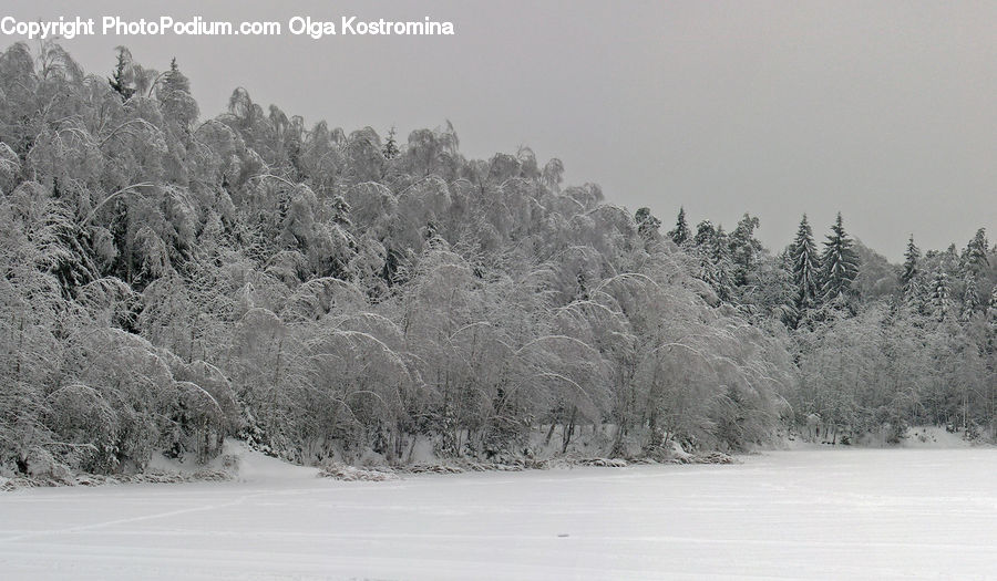 Conifer, Fir, Pine, Spruce, Wood, Ice, Outdoors