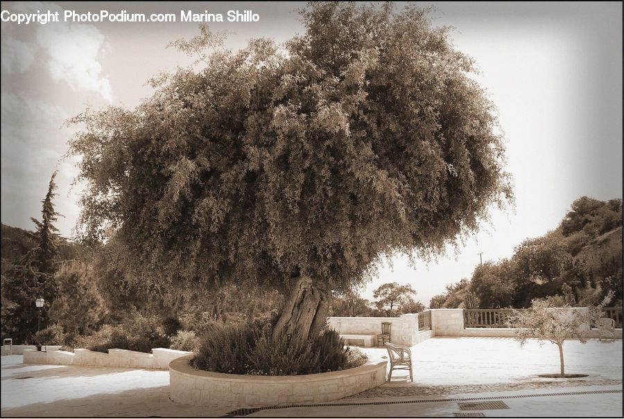 Plant, Tree, Willow, Conifer, Fir, Blossom, Flora