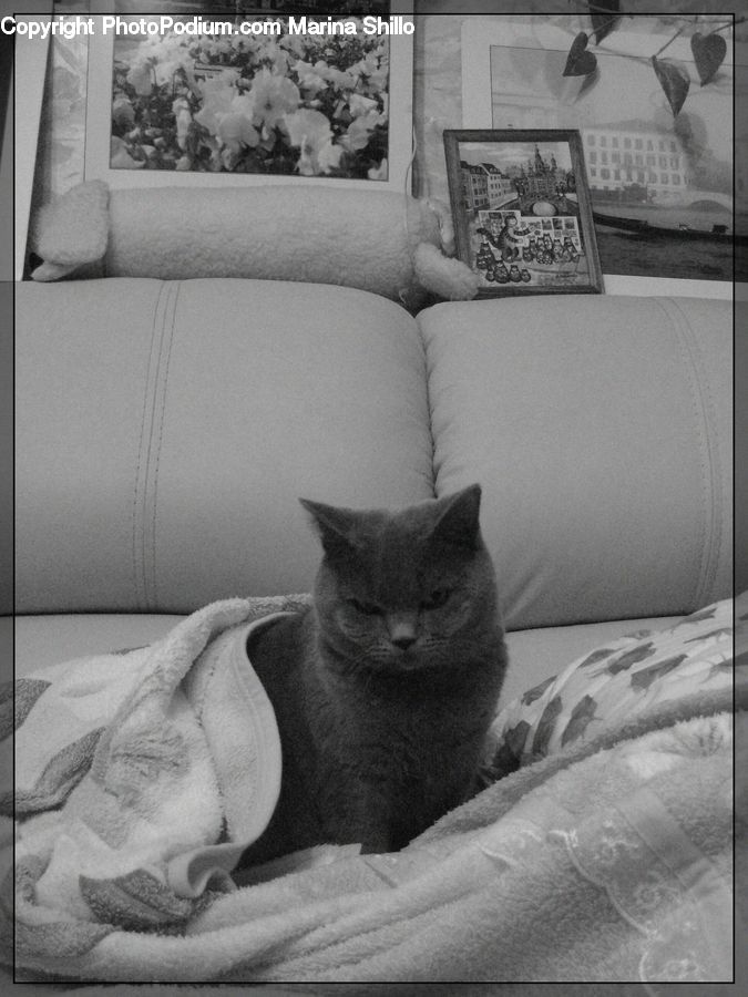 Abyssinian, Animal, Cat, Mammal, Pet, Newspaper, Text