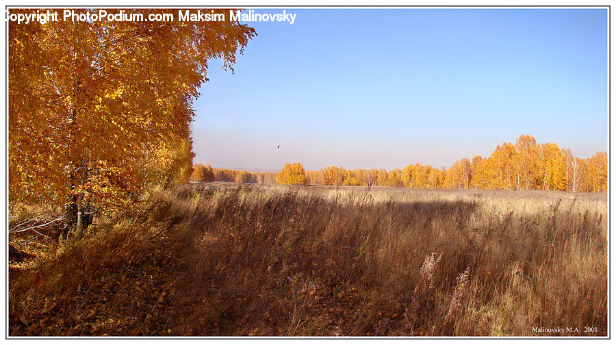 Field, Grass, Grassland, Plant, Land, Outdoors, Dirt Road