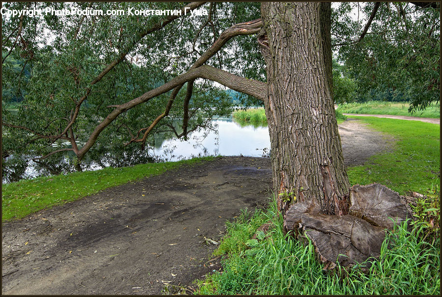 Lizard, Reptile, Rock, Conifer, Fir, Plant, Tree