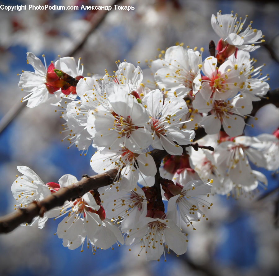 Cake, Dessert, Food, Blossom, Cherry Blossom, Flower, Flora