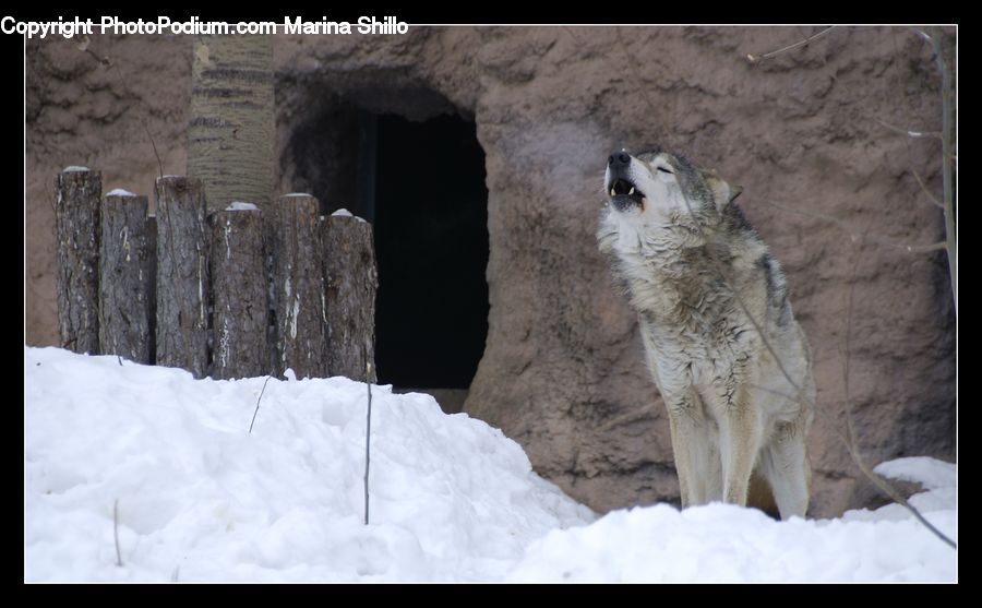 Animal, Canine, Coyote, Grey Fox, Mammal, Red Wolf, Tree Stump