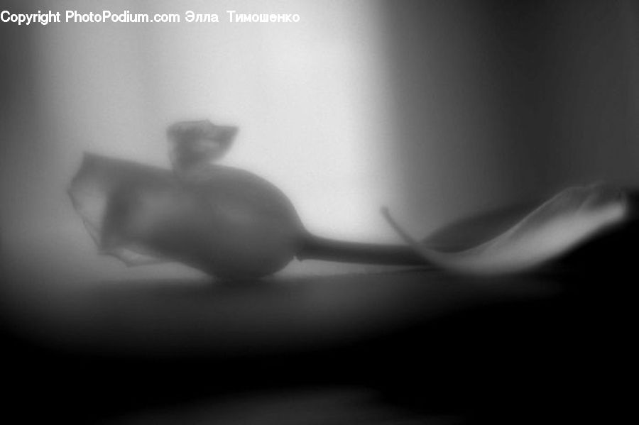 Tub, Face, Person, Portrait