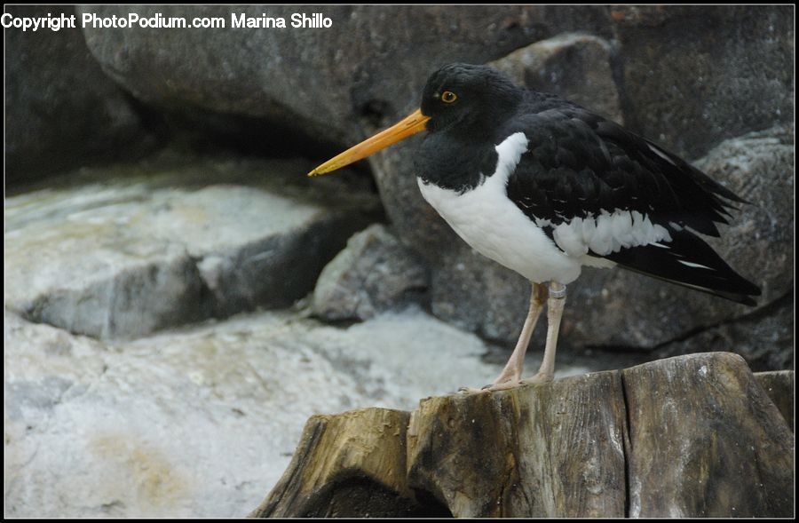 Beak, Bird, Head, Portrait, Booby
