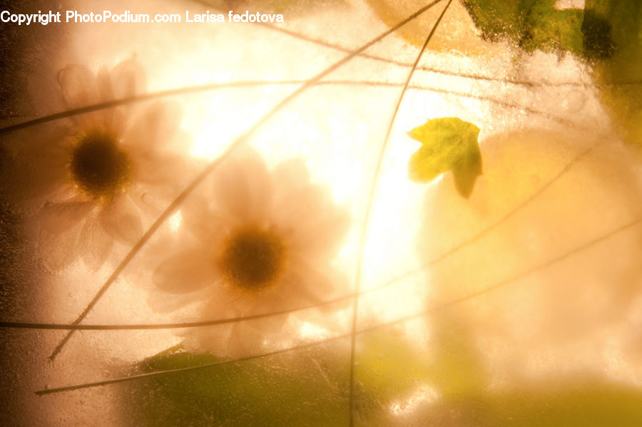 Light, Flora, Pollen, Flare, Sunlight, Daisies, Daisy