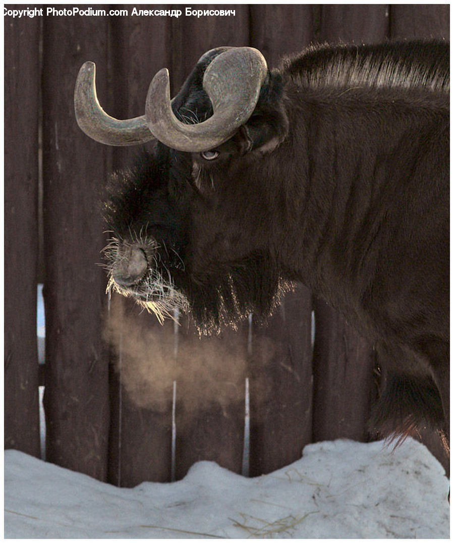 Animal, Buffalo, Bull, Mammal, Bison, Angus