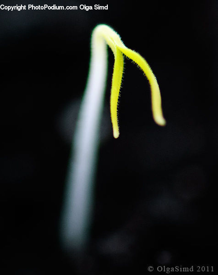Anther, Flower, Petal, Plant, Flora, Pollen, Blossom