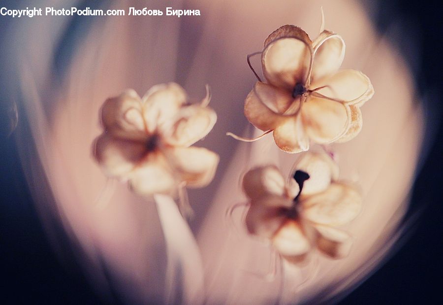 Blossom, Flora, Flower, Geranium, Plant, Garlic, Lilac