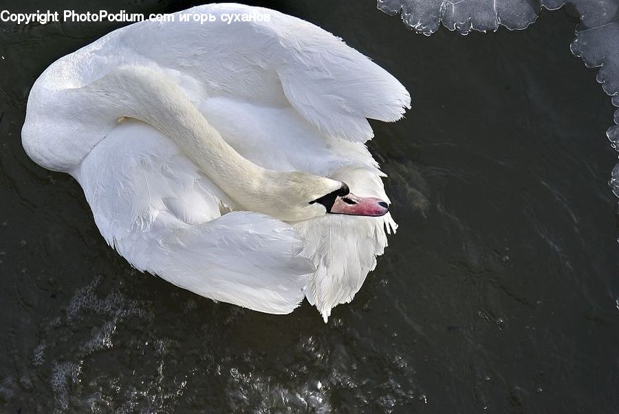 Bird, Swan, Waterfowl, Beak, Duck, Teal, Penguin