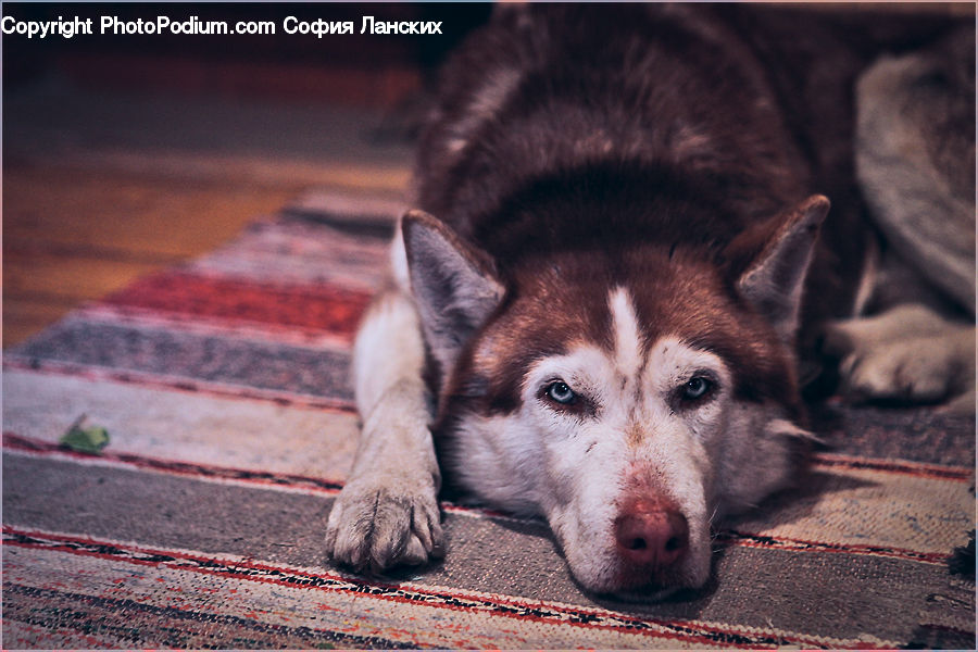 Animal, Canine, Dog, Husky, Mammal, Pet, Blanket