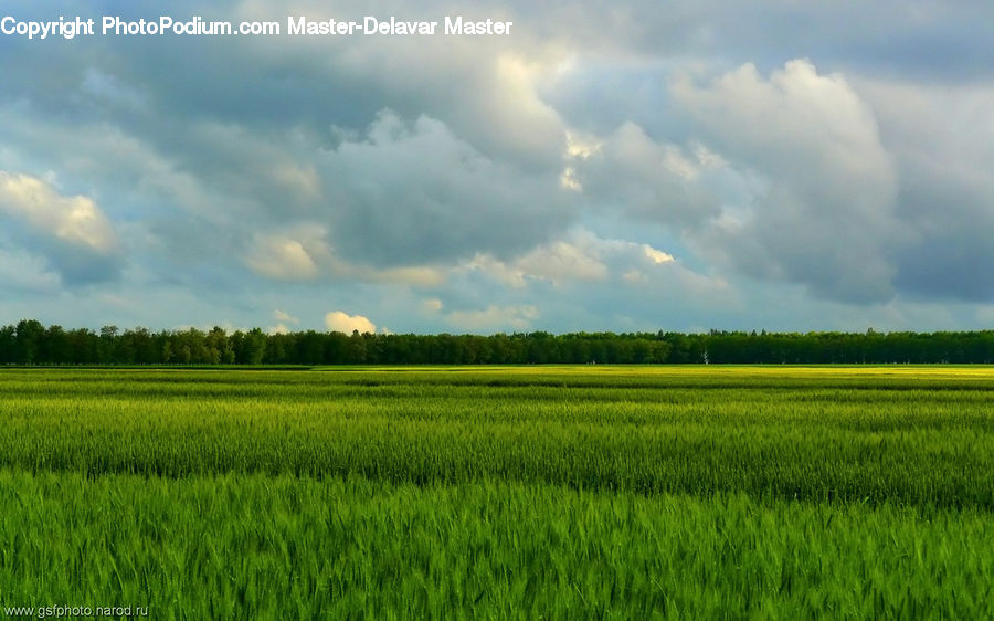 Countryside, Field, Grass, Grassland, Paddy Field, Plant
