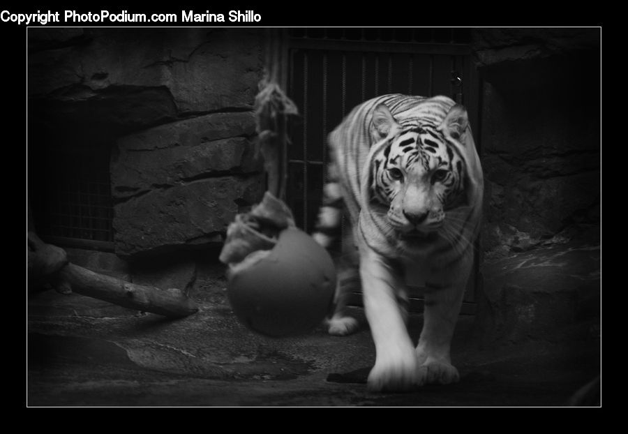 Animal, Mammal, Tiger, Boxer, Bulldog, Canine, Dog