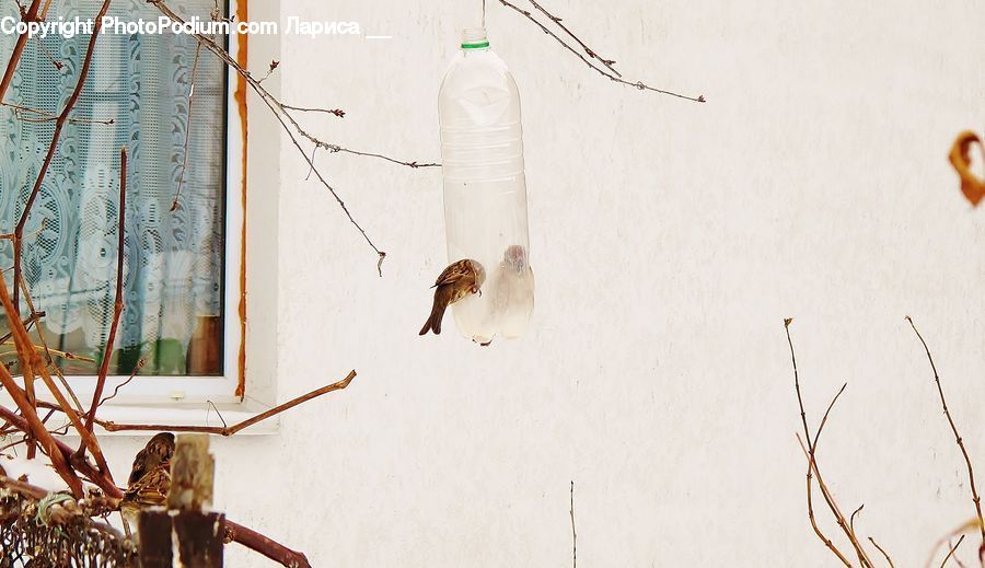 Bird, Sparrow, Child, Kid, Birch, Tree, Wood