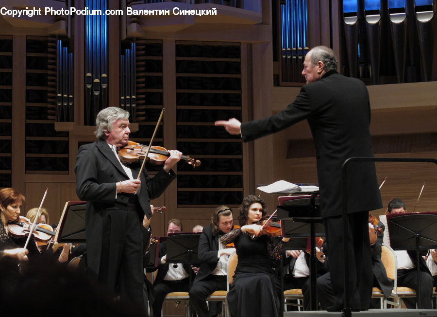 Human, People, Person, Fiddle, Musical Instrument, Viola, Violin