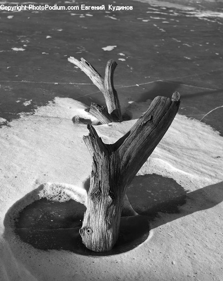 Tree Stump, Outdoors, Sand, Soil