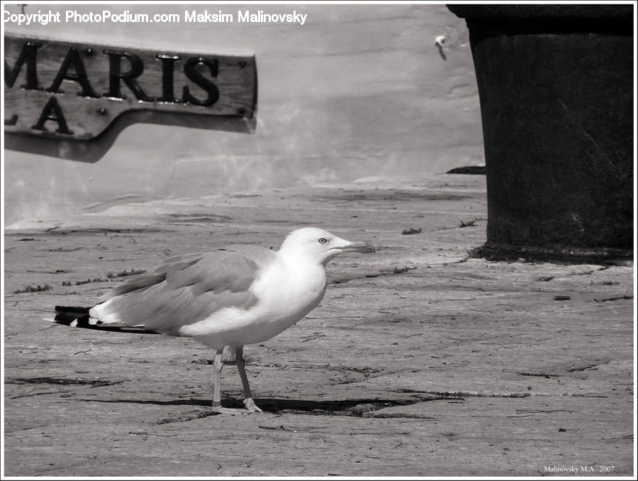 Bird, Seagull