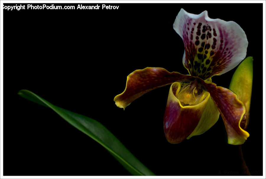 Blossom, Flora, Flower, Orchid, Plant, Gladiolus, Iris