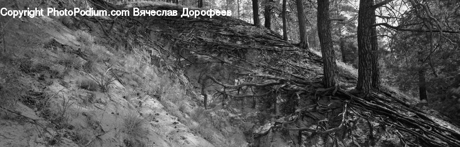 Forest, Vegetation, Plant, Tree, Grove, Land, Jungle