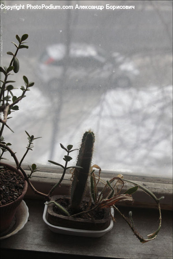 Plant, Potted Plant, Aloe, Flower Arrangement, Ikebana, Vase, Bonsai