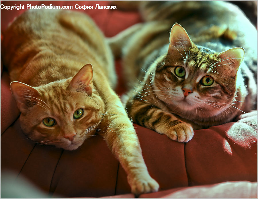 Animal, Cat, Kitten, Mammal, Pet, Abyssinian, Blanket