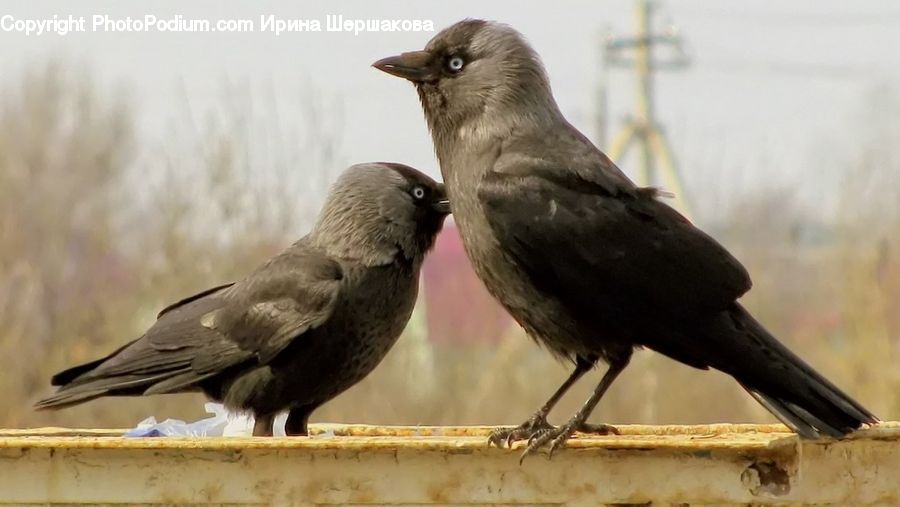 Bird, Blackbird, Crow