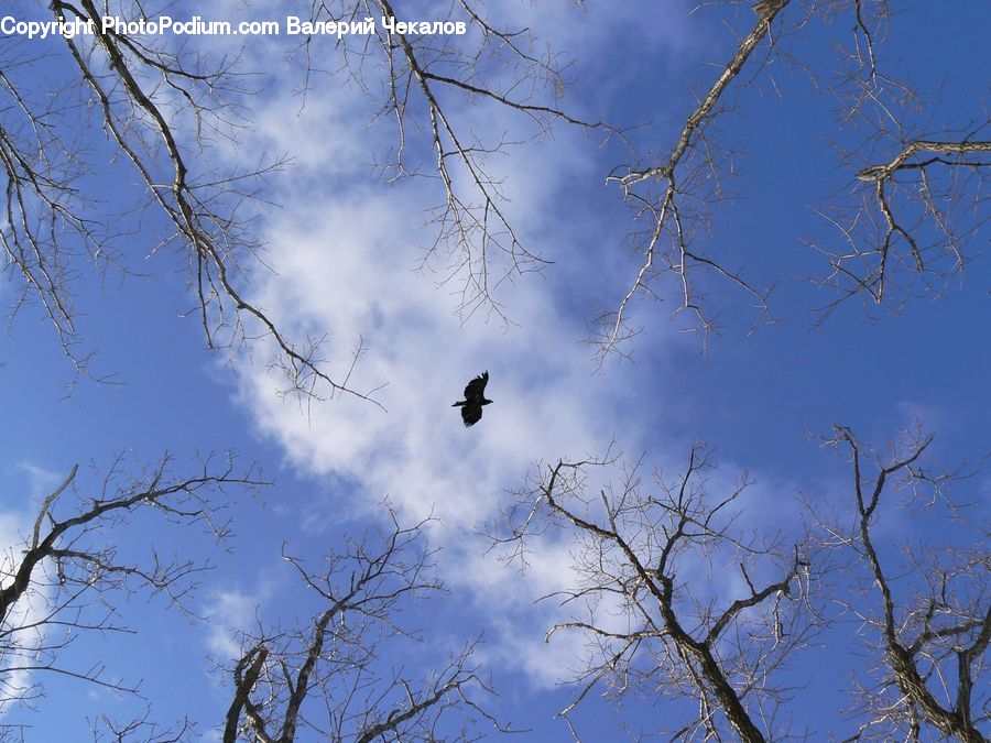 Bird, Blackbird, Crow, Azure Sky, Cloud, Outdoors, Sky