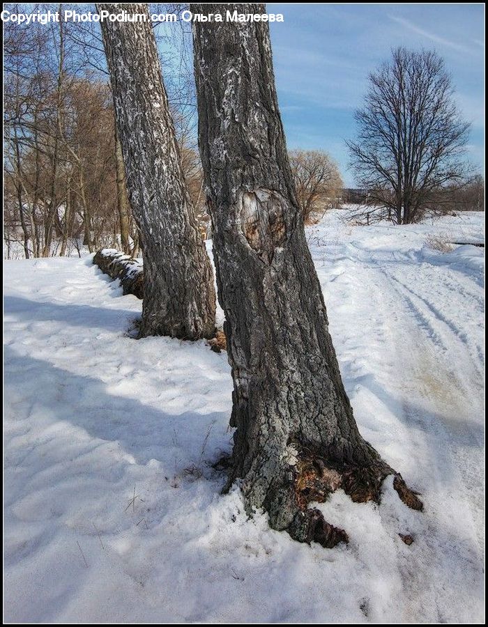 Tree Trunk, Oak, Tree, Wood, Plant, Birch, Conifer