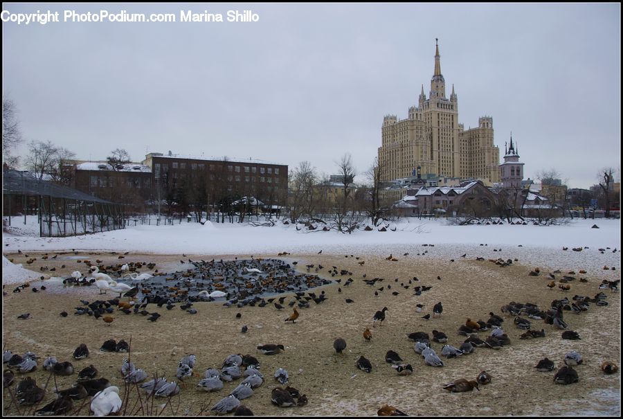Architecture, Downtown, Plaza, Town Square, Landscape, Nature, Scenery