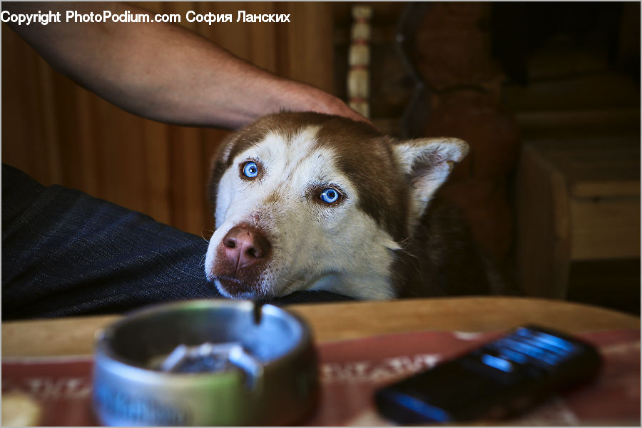 Bowl, Animal, Canine, Dog, Husky, Mammal, Pet