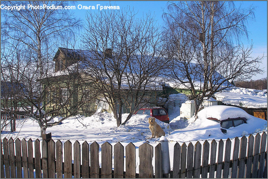 Fence, Person, Picket, Ice, Outdoors, Snow, Animal