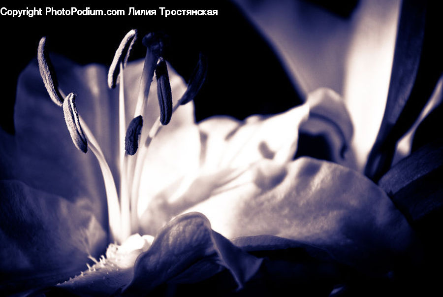 People, Person, Human, Anther, Flower, Petal, Plant