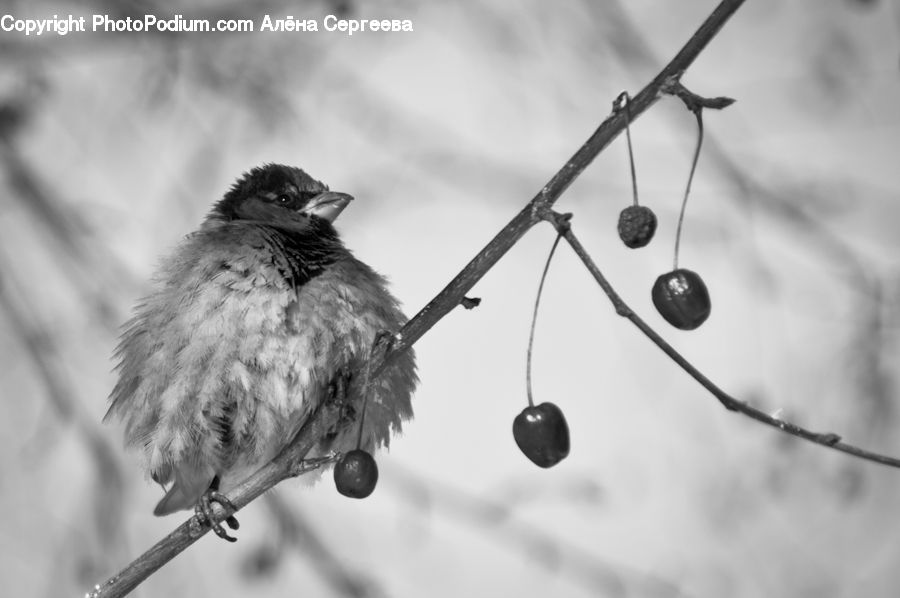 Bird, Sparrow, Finch, Wren
