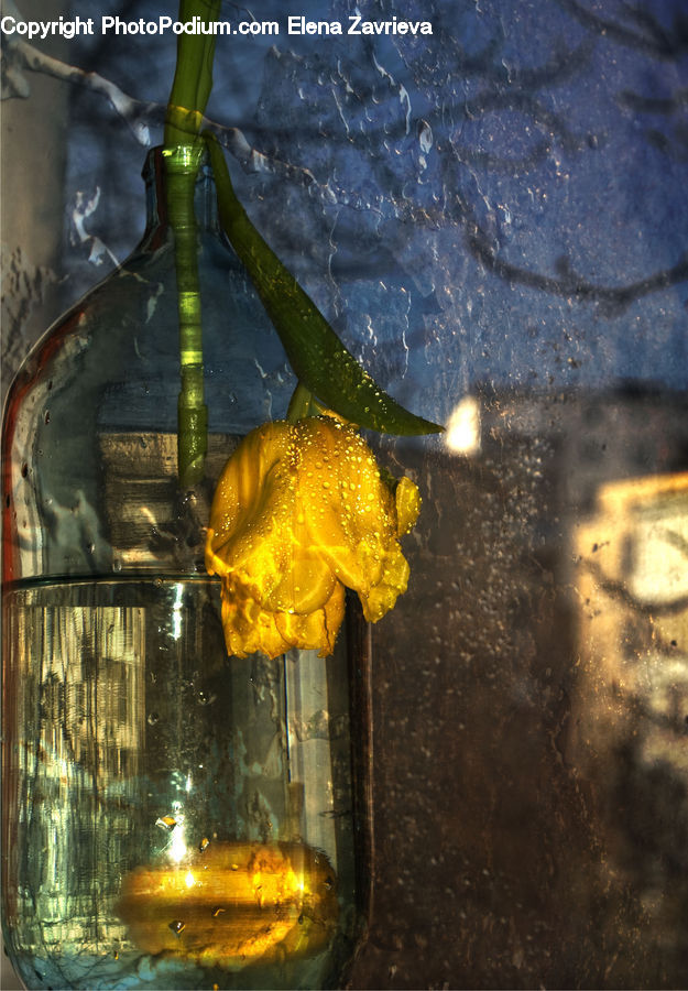 Water, Forest, Vegetation, Alcohol, Beer, Drink, Lighting