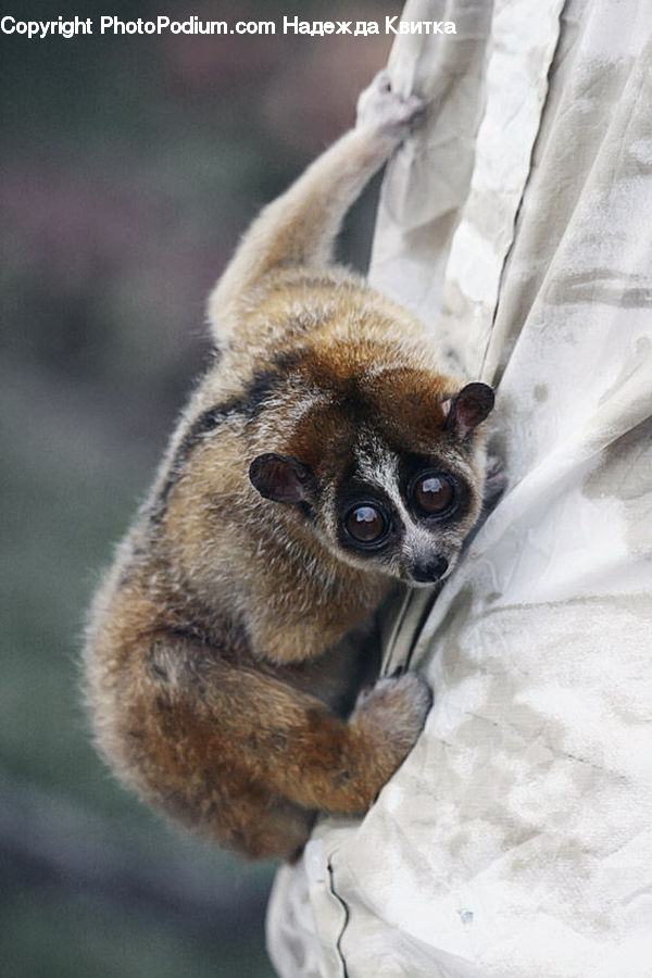 Animal, Lemur, Mammal, Monkey, Wildlife