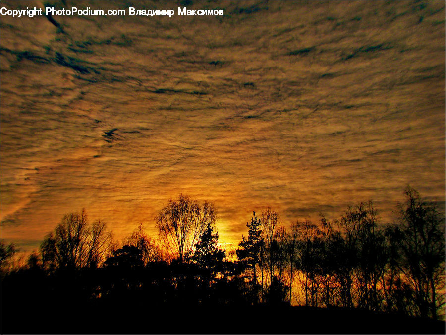 Dawn, Dusk, Red Sky, Sky, Sunrise, Sunset, Plant