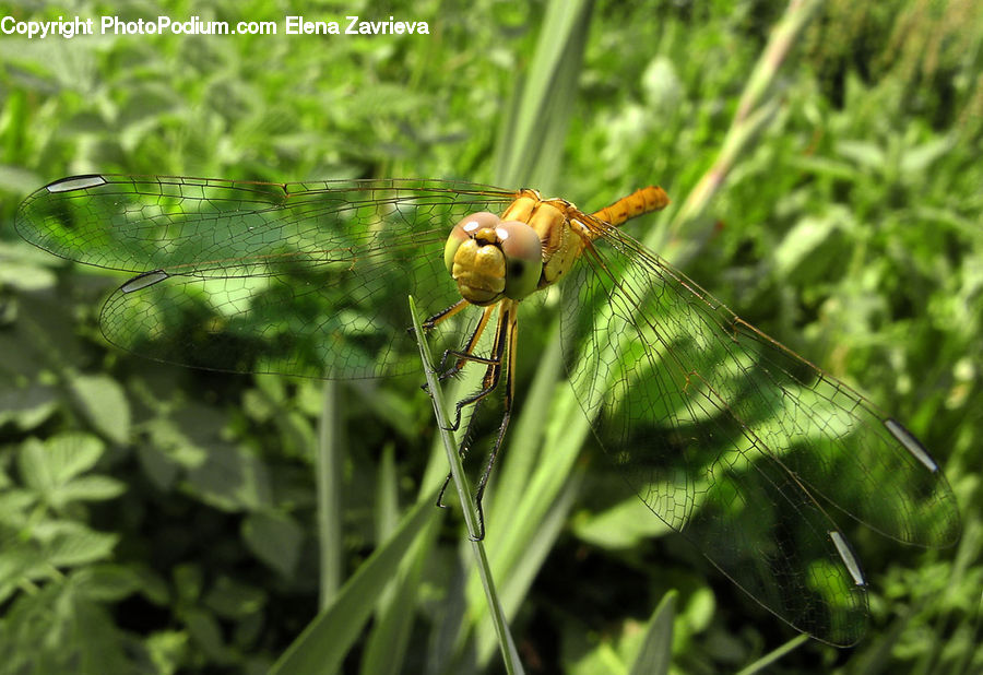 Anisoptera, Dragonfly, Insect, Invertebrate, Plant, Vegetation