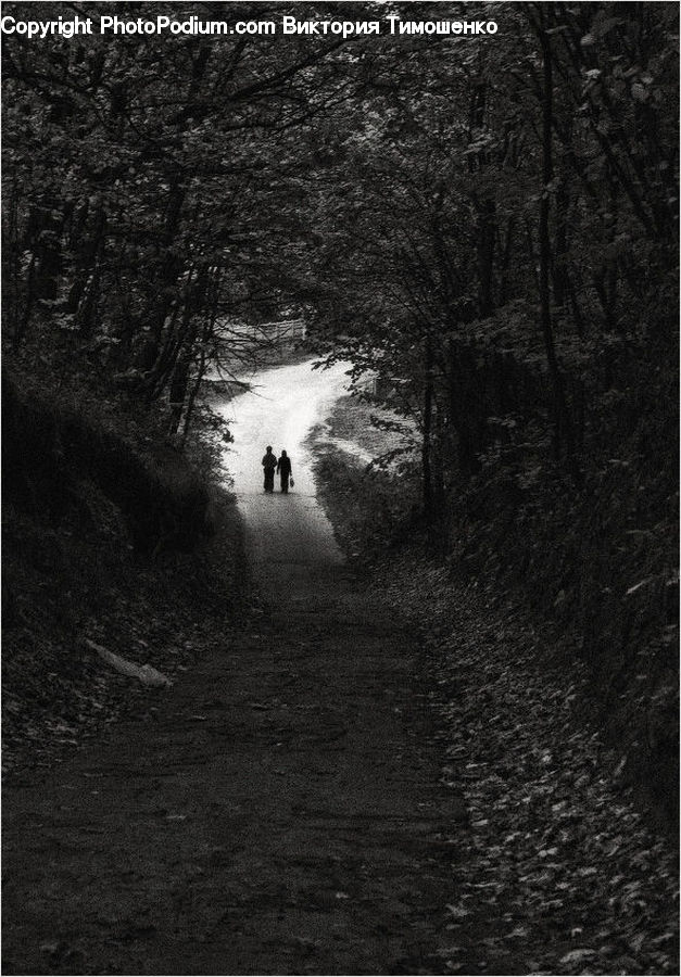 Tunnel, Path, Trail, Forest, Vegetation, Grove, Land